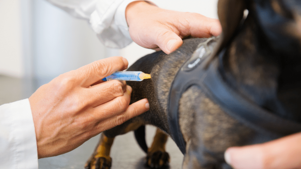 A close up shot of a French bulldog receiving a needle form a vet