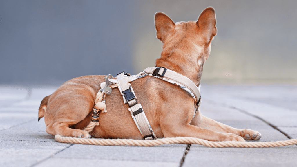 A thick harness with straps and a rope lead for dog