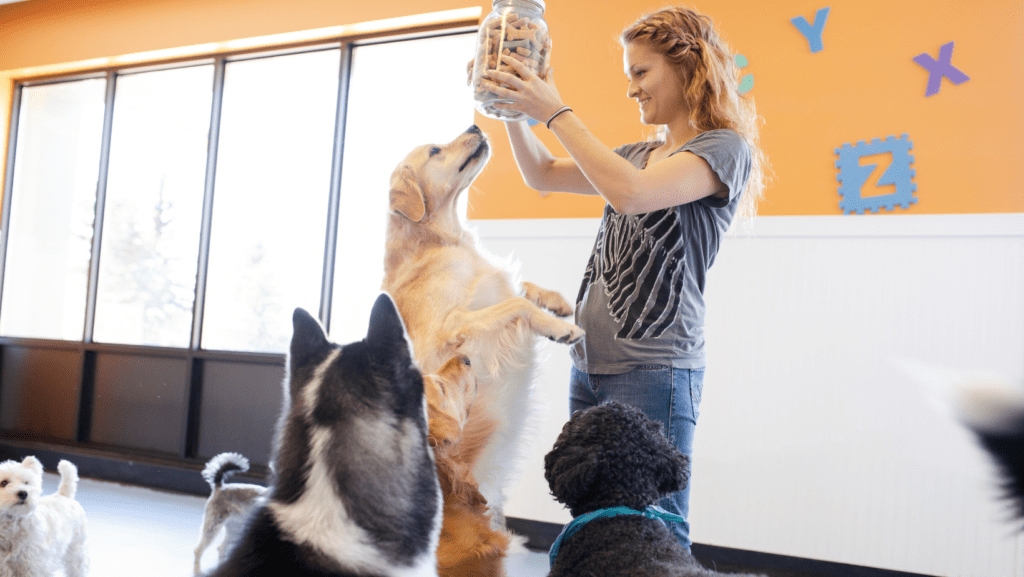 Dog jumping up on owner to get to treats