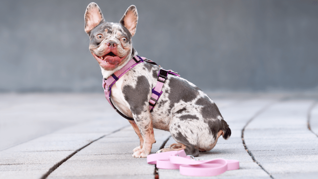 Dog with harness and lead smiling at camera