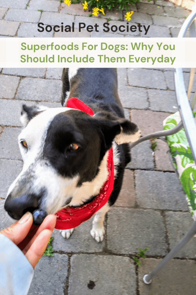 Dog eating bluberries and text saying, why you should include superfoods everyday
