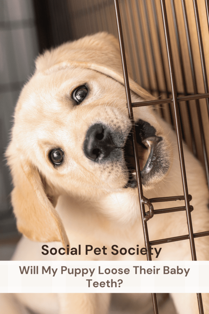 Puppy chewing on door of crate.
