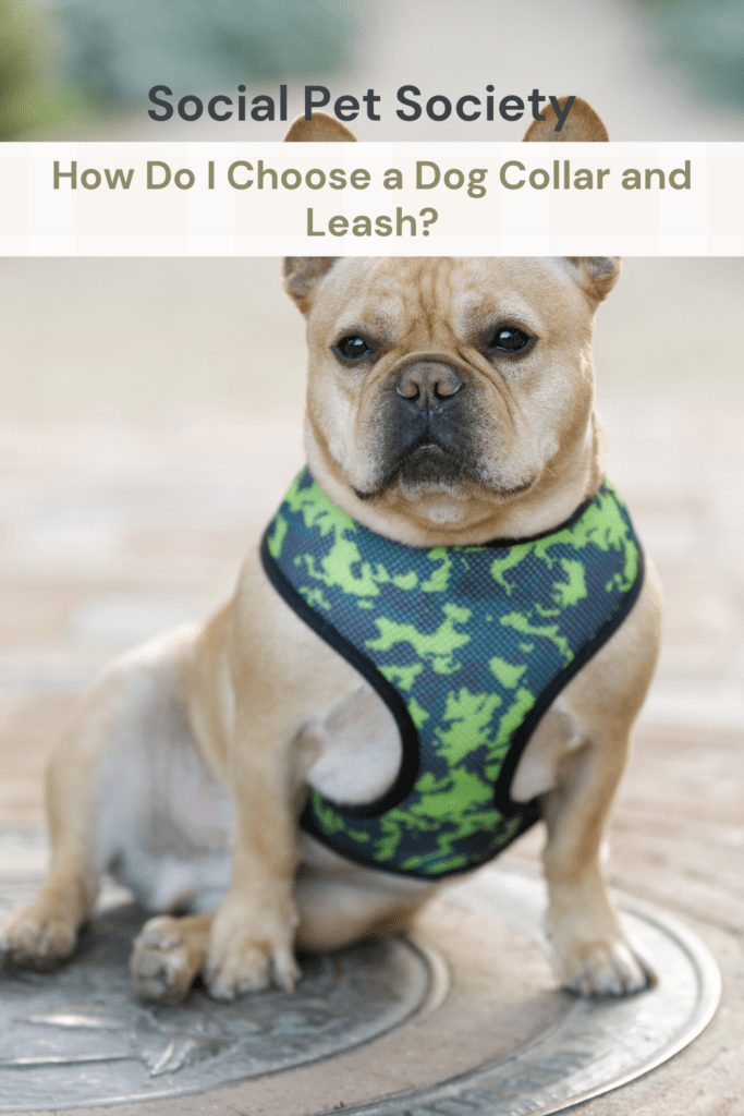 A Pinterest pin featuring an image of a dog wearing a harness with the text "What collar and lead should my dog have?" overlaid.