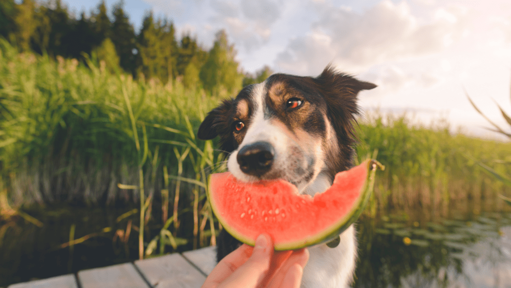 Dog looking unsure but eating watermelon from hand of owner outdoors.