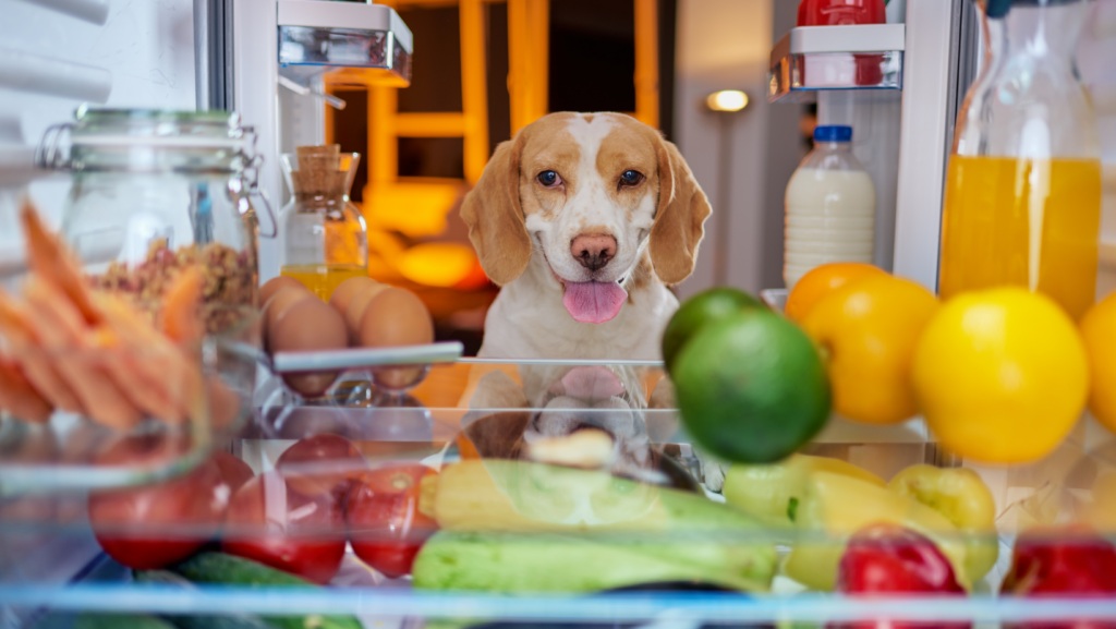 A hungry dog looks through fridge to see what it would like to eat.