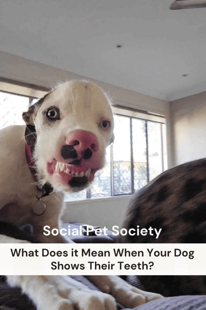 Pinterest Pin with title on it saying "What Does it Mean When Your Dog Shows Their Teeth?". with picture of dog grinning