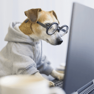 Digital Business Solutions