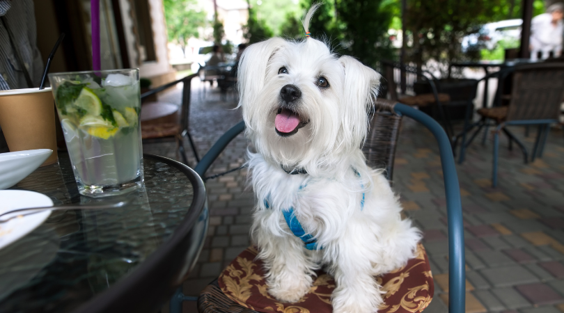 A fluffy, happy small dog sits comfortably on a cafe chair, surrounded by a vibrant and inviting atmosphere. The dog wears a joyful expression, adding to the welcoming ambiance of the pet-friendly establishment.