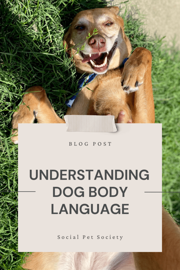 Man petting a happy dog on its belly, demonstrating signs of affection.