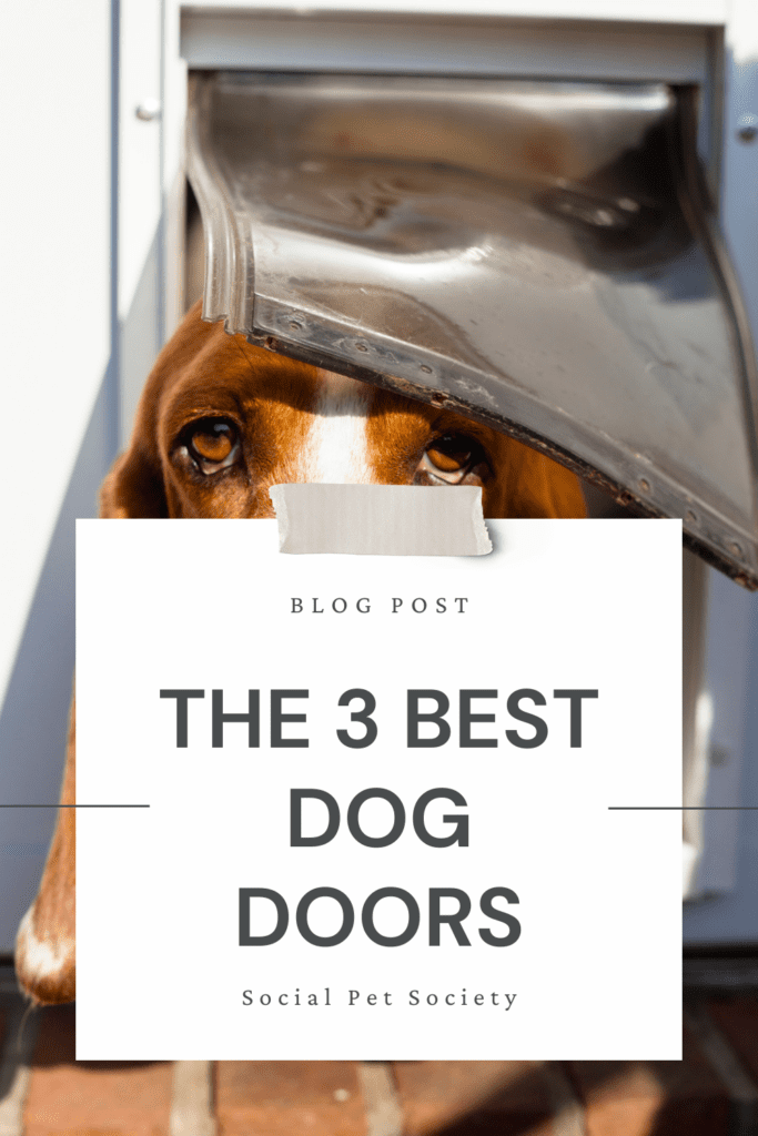 Dog door installed in a regular door, illustrating one of the best dog door options.