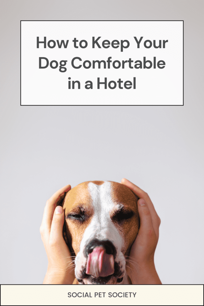 An owner with their hands over their dog's ears, soothing and calming them down in a comforting gesture.