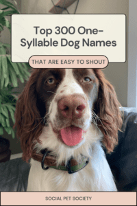 A happy Springer Spaniel with floppy ears, standing indoors with a big smile on its face.