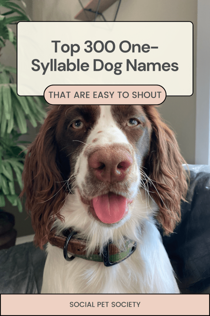 A happy Springer Spaniel with floppy ears, standing indoors with a big smile on its face.