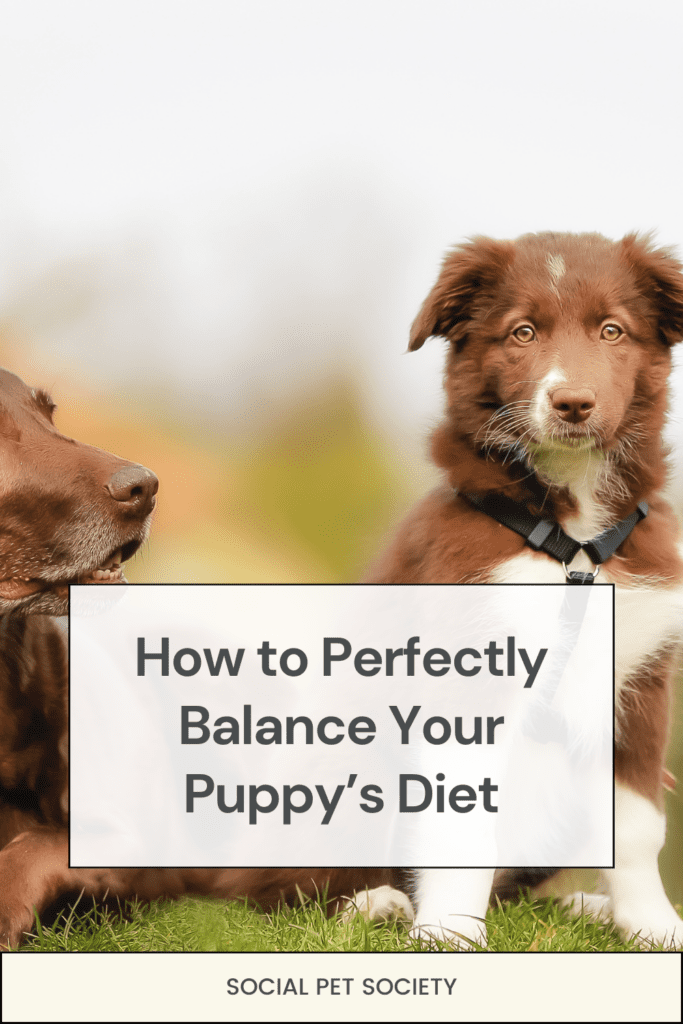 Adult dog and puppy enjoying time together on the grass