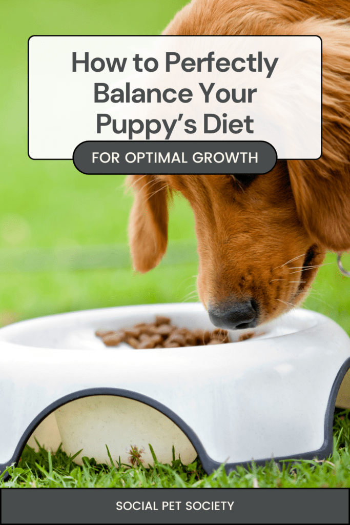 Puppy eating from a bowl