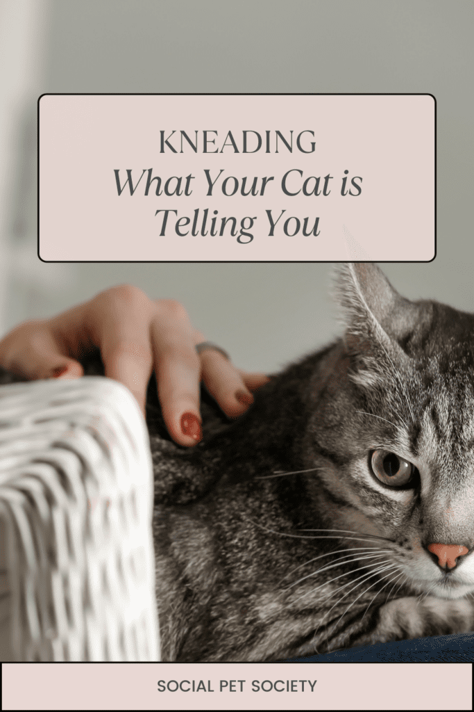 A woman sitting comfortably with a cat on her lap. The cat is gently kneading her lap with its paws, displaying a calm and content expression while the woman smiles softly, enjoying the moment.