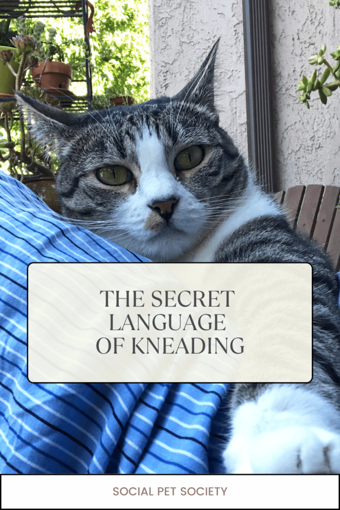 Close-up of a cat kneading on a man's lap, with the cat's paws gently pressing into the fabric. The the cat shows a content expression.