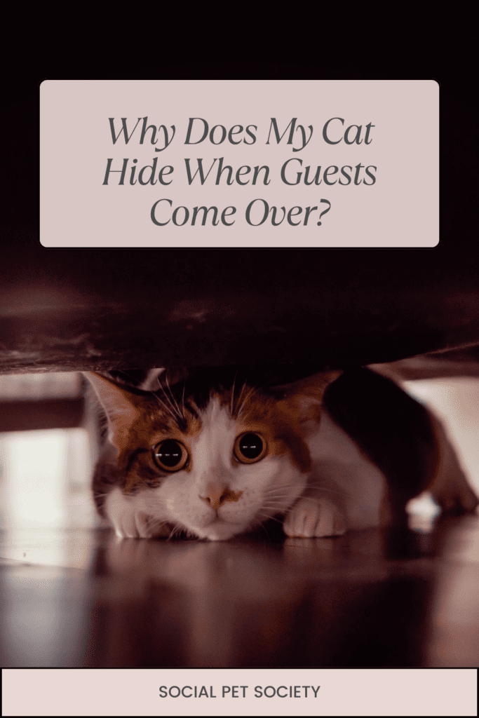 A cat hiding under a bed, partially visible with only its eyes and part of its body peeking out from beneath the bed's frame.