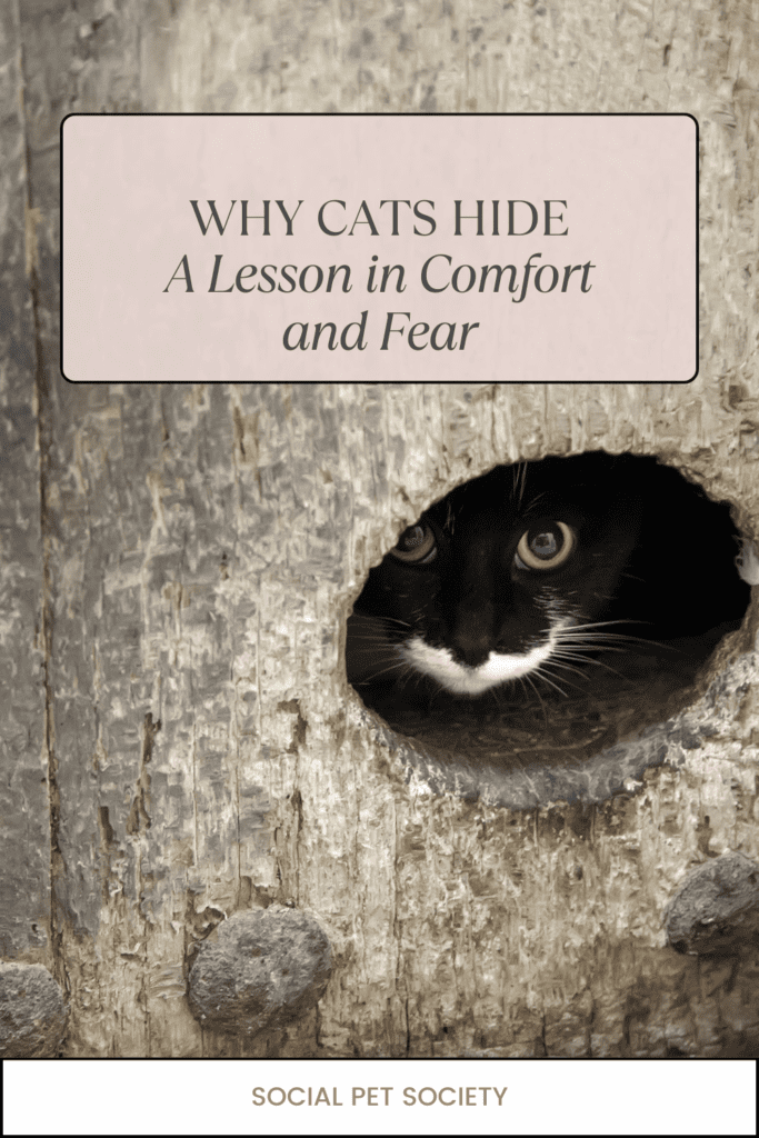 cat curled up inside a cardboard box, with its head peeking out and its body tucked comfortably within the box.