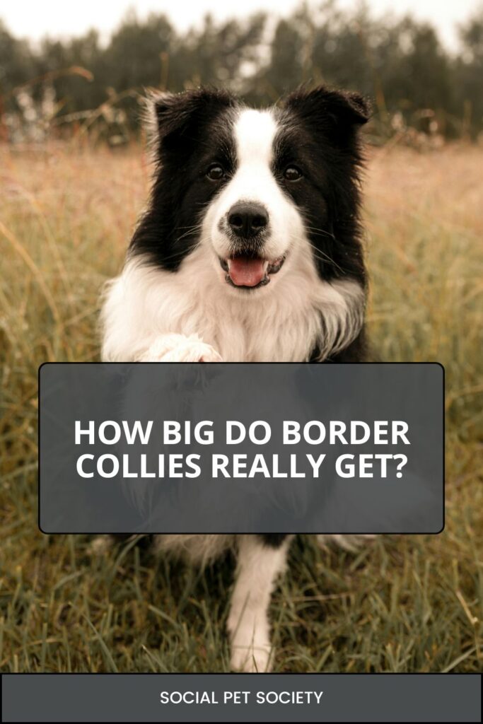 Border Collie standing alert in a grassy field, with the blog title ‘Border Collie Size Guide’ overlaid at the top