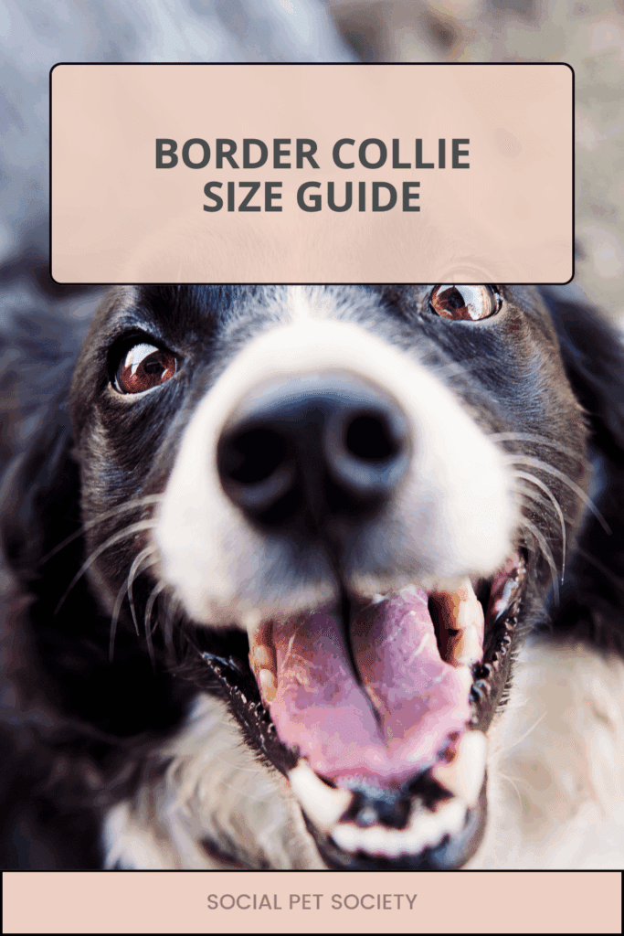Border Collie puppy running joyfully with the blog title ‘How Big Do Border Collies Really Get?’ overlaid on the photo.