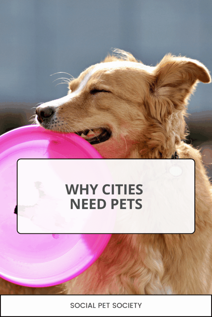 Energetic dog leaping to grab a frisbee during a sunny day at the park.