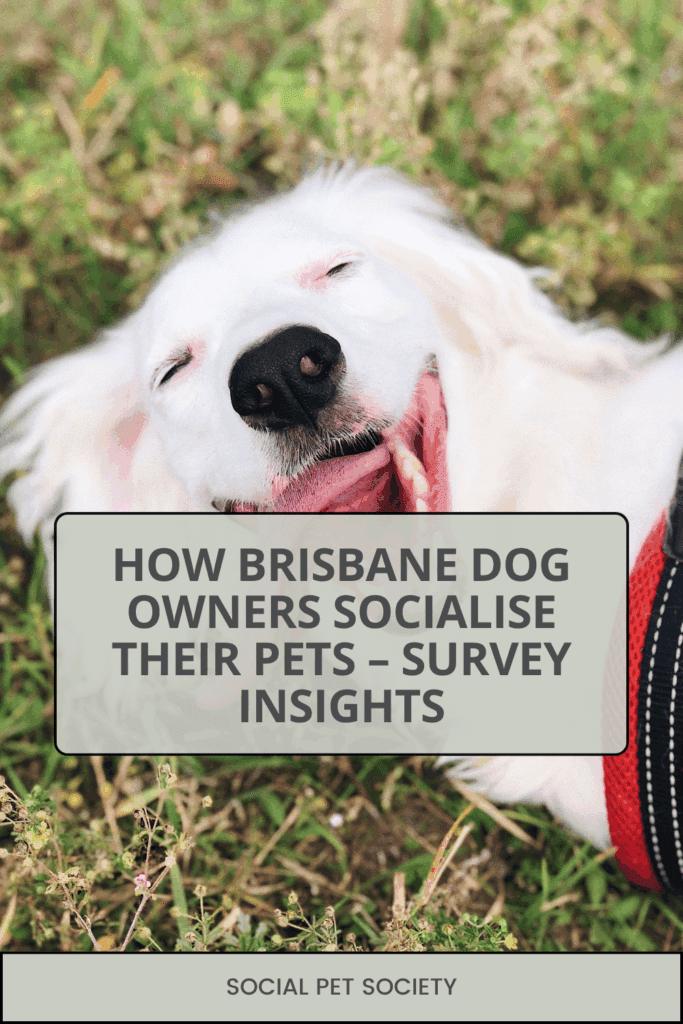 A happy dog outdoors representing how Brisbane dog owners socialise their pets, based on survey insights about off-leash parks, cafes, and activities.