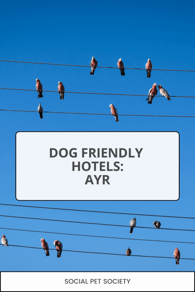 Pet-friendly hotels Ayr QLD – fresh air